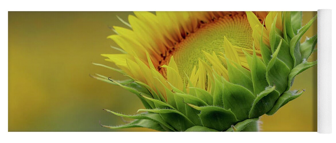 Sunflower Yoga Mat featuring the photograph Before Full Bloom #1 by Mary Anne Delgado