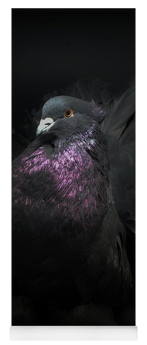 Pigeon Yoga Mat featuring the photograph Black Indian Fantail Pigeon #1 by Nathan Abbott