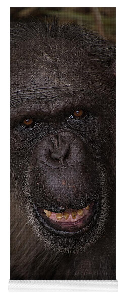 Chimpanzee Yoga Mat featuring the photograph Chimpanzee #1 by Kuni Photography
