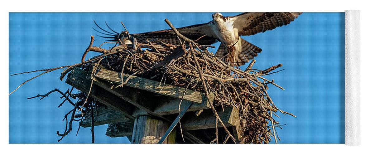 Osprey Yoga Mat featuring the photograph Feathering The Nest by Cathy Kovarik