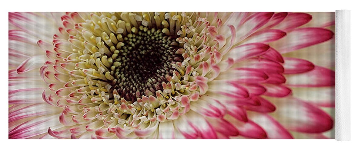 Floral Yoga Mat featuring the photograph Gerbera daisy #1 by Shirley Mitchell