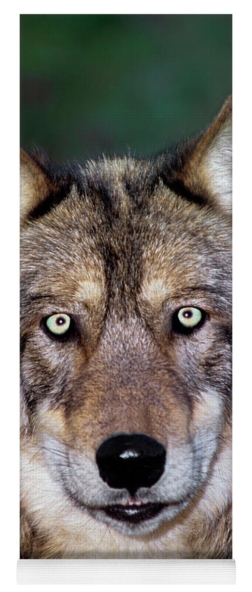 Gray Wolf Yoga Mat featuring the photograph Gray Wolf Portrait Endangered Species Wildlife Rescue #2 by Dave Welling