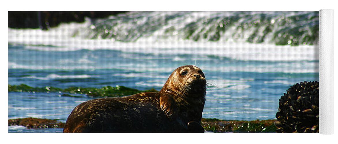 Harbor Seal Yoga Mat featuring the photograph Harbor Seal #2 by Anthony Jones