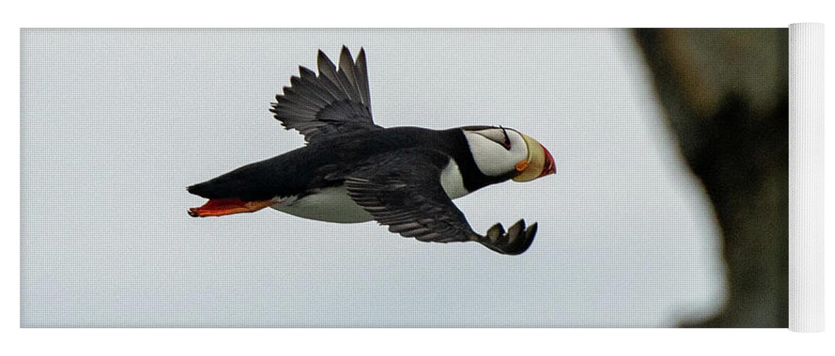 Puffin Yoga Mat featuring the photograph Horned Puffin in Flight #1 by Mark Hunter