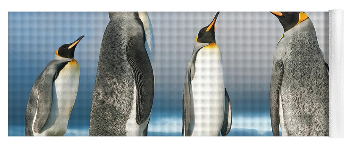 Animal Yoga Mat featuring the photograph King Penguins At Volunteer Beach #1 by Tui De Roy