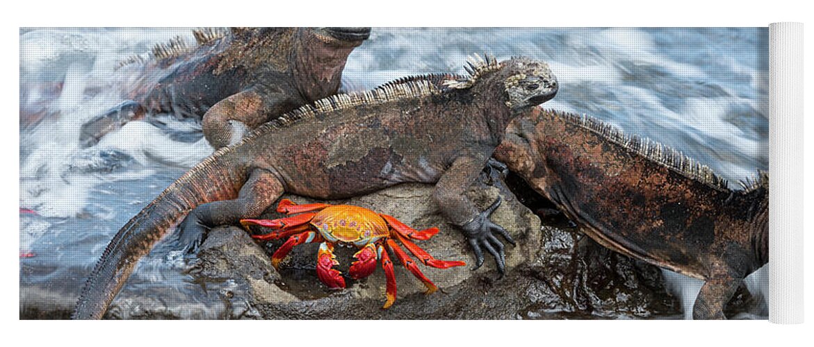 Animal Yoga Mat featuring the photograph Marine Iguanas And Sally Lightfoot Crab #1 by Tui De Roy