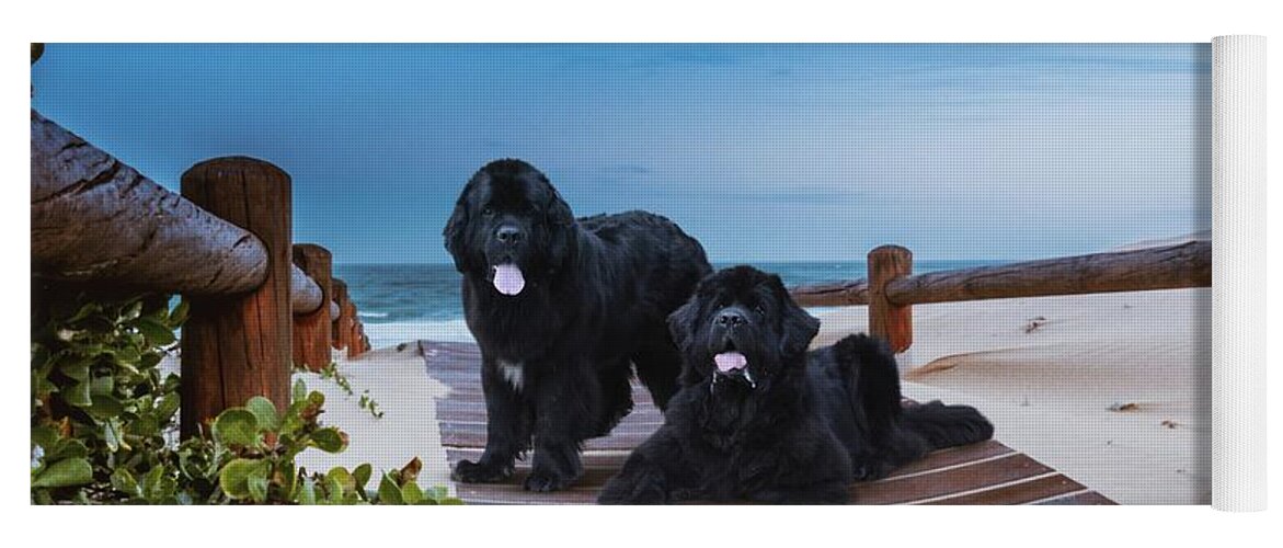 Newfies Yoga Mat featuring the painting Newfies, Magnificent Water Dogs #1 by Philip And Robbie Bracco