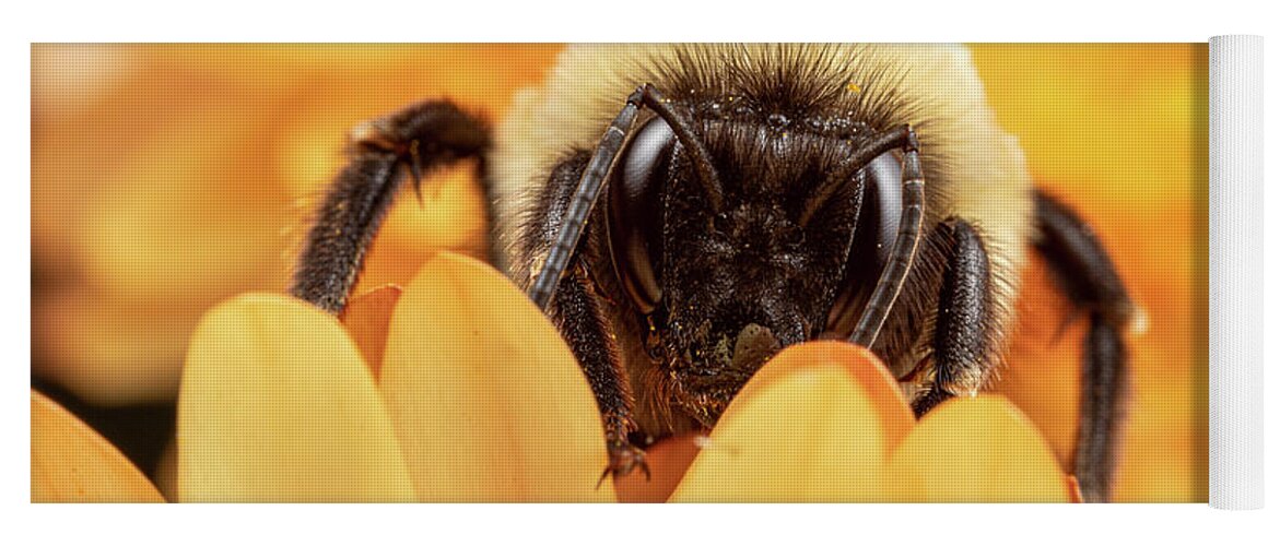 Bee Bees Bumble Bumblebee Native Peekabee Apiary Insect Macro Close-up Closeup Close Up Flower Nature Brian Hale Brianhalephoto Yoga Mat featuring the photograph Peekabee #1 by Brian Hale