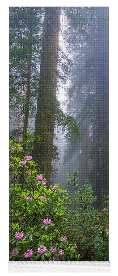 00571630 Yoga Mat featuring the photograph Rhododendron And Coast Redwoods In Fog, Redwood National Park, California #1 by Tim Fitzharris