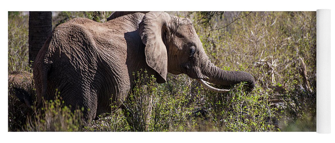 Africa Yoga Mat featuring the photograph Samburu Elephant #1 by Steve Somerville