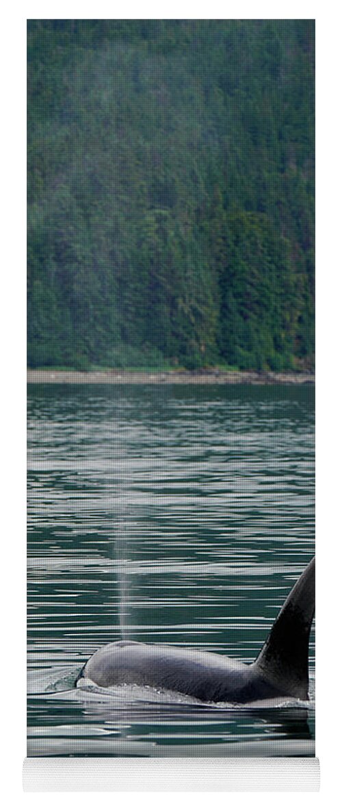 00584702 Yoga Mat featuring the photograph Surfacing Orca In Inside Passage #1 by Hiroya Minakuchi