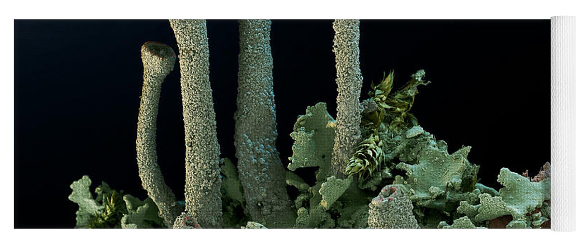Algae Yoga Mat featuring the photograph Trumpet Lichen #1 by Meckes/ottawa