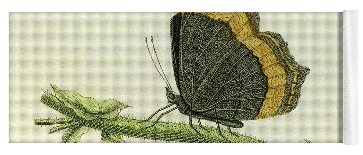 Entomology Yoga Mat featuring the mixed media Vanessa furcillata detail by W W Wood