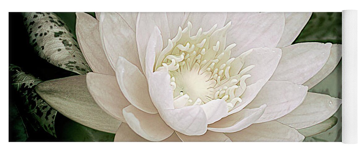 Waterlily Yoga Mat featuring the photograph Water Lily in White 2 by Julie Palencia