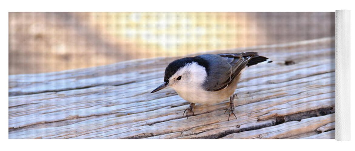 Bryce Canyon Yoga Mat featuring the photograph White Breasted Nuthatch #2 by Ed Riche