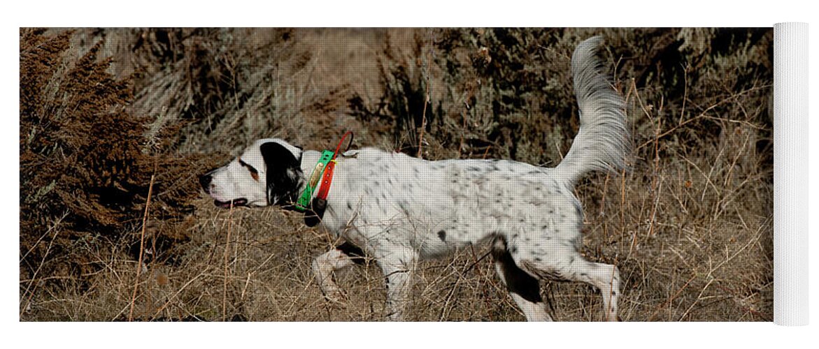 Animal Yoga Mat featuring the photograph English Setter On Point #10 by William Mullins