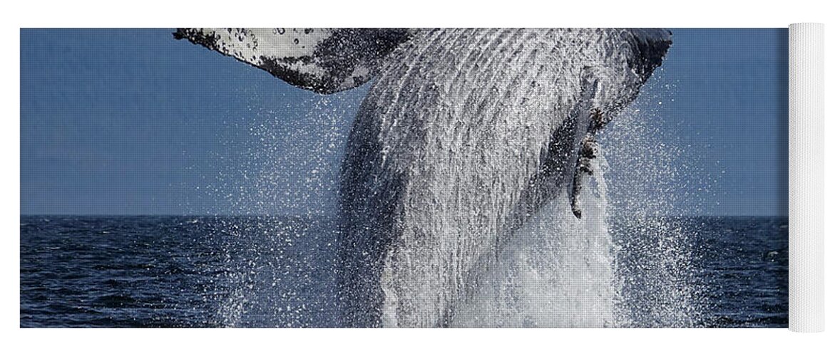 00578237 Yoga Mat featuring the photograph Breaching Humpback In Alaska #2 by Hiroya Minakuchi
