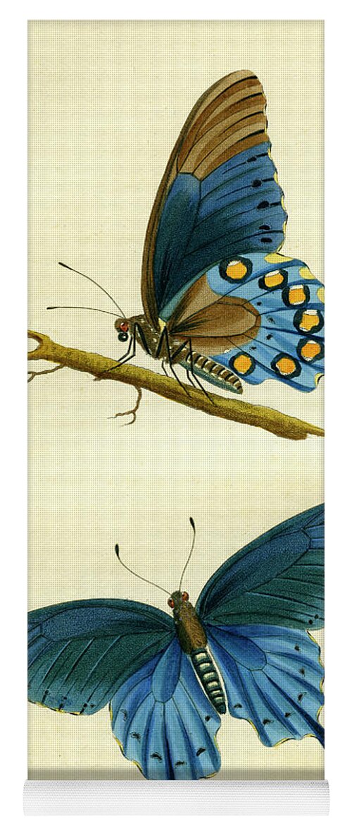 Entomology Yoga Mat featuring the mixed media butterflies - Papilio philenor by Unknown