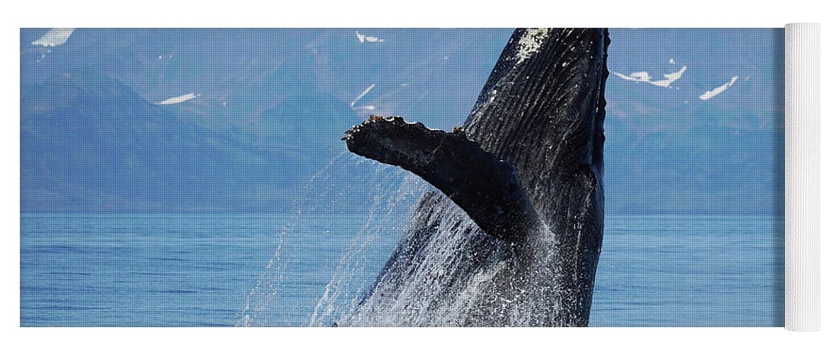00640558 Yoga Mat featuring the photograph Humpback Whale Breaching Alaska #2 by Hiroya Minakuchi