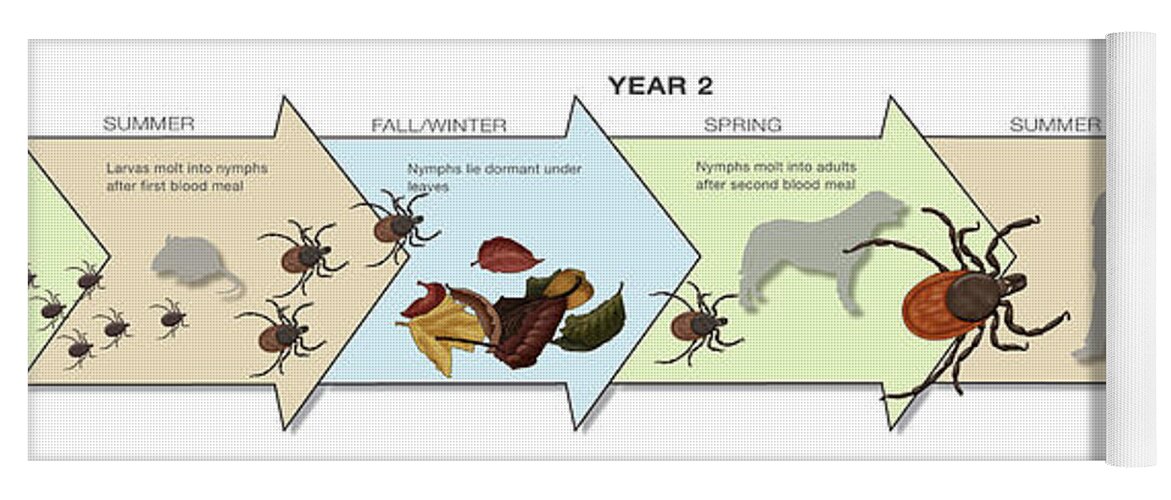 Adult Yoga Mat featuring the photograph Life Stages Of The Black-legged Tick #2 by Monica Schroeder