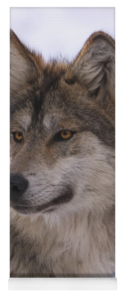Animal Yoga Mat featuring the photograph Mexican Grey Wolf #2 by Brian Cross