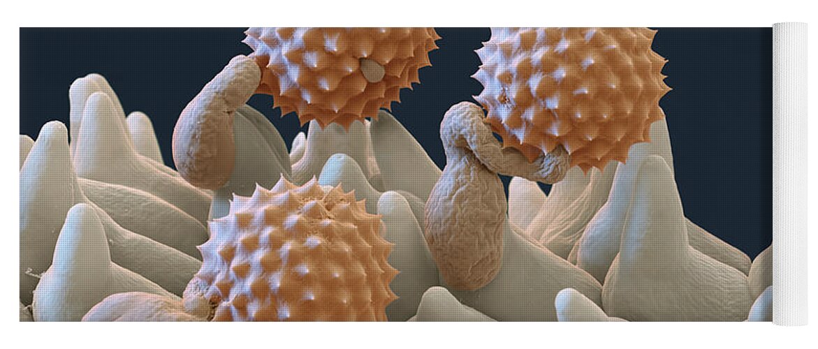 Ambrosia Yoga Mat featuring the photograph Pollen And Pollen Tubes, Sem by Oliver Meckes EYE OF SCIENCE
