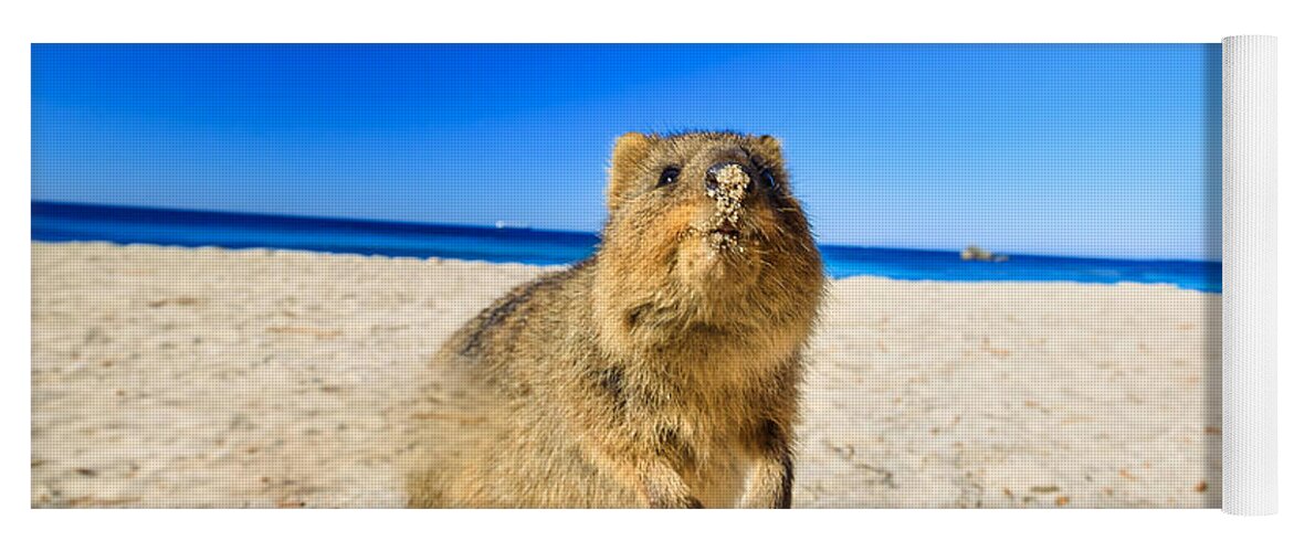 Quokka Yoga Mat featuring the photograph Quokka on the beach #2 by Benny Marty