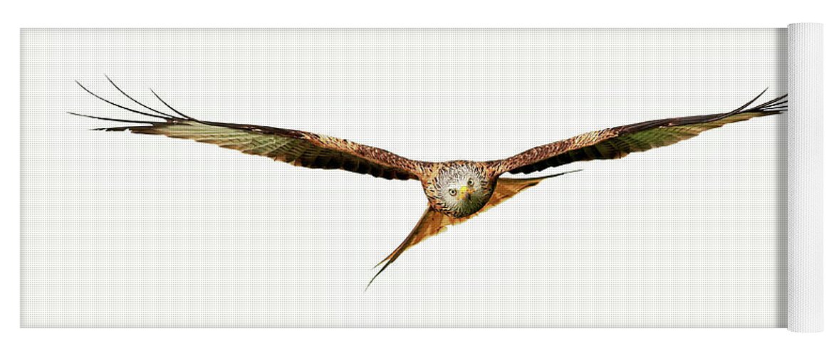 Red Kite Yoga Mat featuring the photograph Red Kite - Bird of Prey in flight #1 by Grant Glendinning