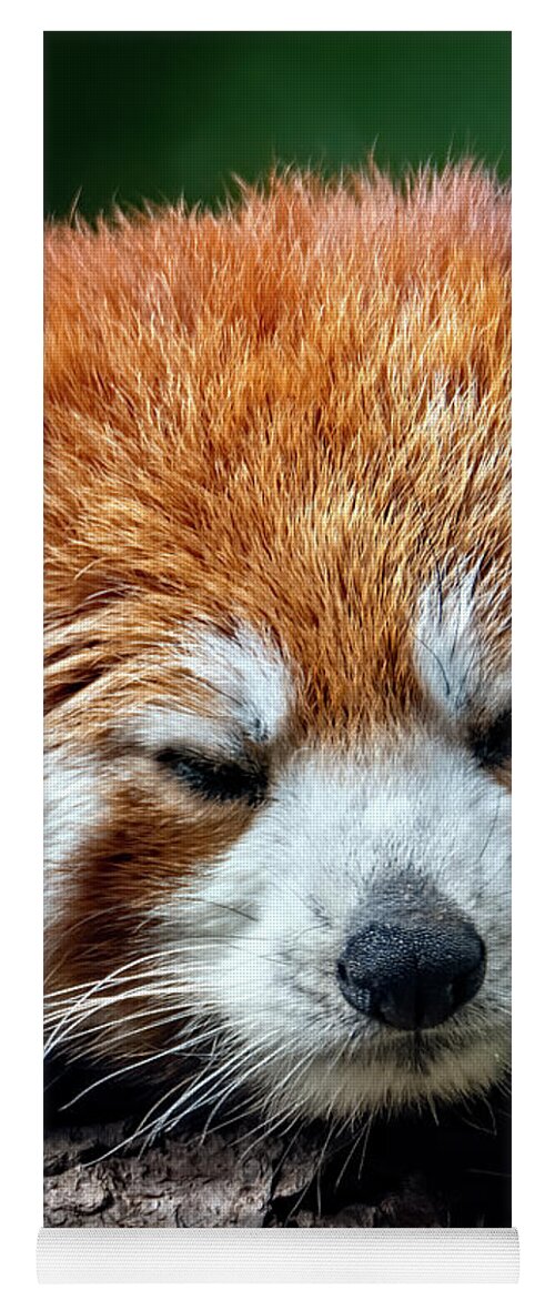 Red Yoga Mat featuring the photograph Red Panda #2 by Kuni Photography