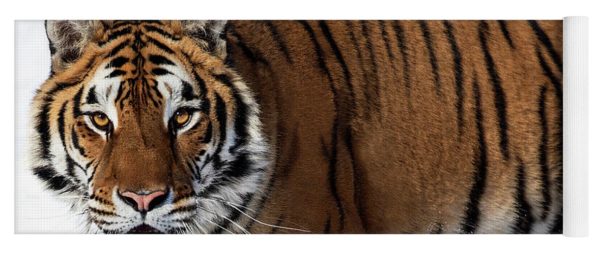 Tiger Yoga Mat featuring the photograph Tiger Eyed by Art Cole
