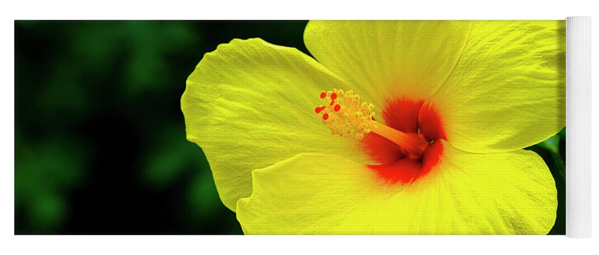 Beautiful Yoga Mat featuring the photograph Beautiful Hibiscus #4 by Raul Rodriguez