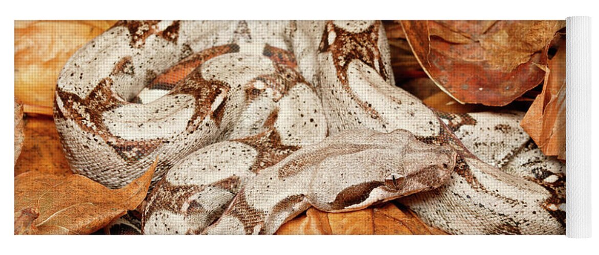 Amazon Fauna Yoga Mat featuring the photograph Colombian Red Tail Boa Constrictor #3 by David Kenny