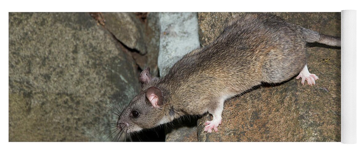 Allegheny Woodrat Yoga Mat featuring the photograph Allegheny Woodrat Neotoma Magister by David Kenny
