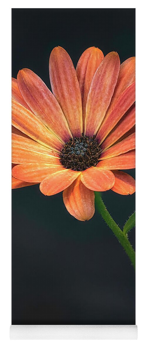 Flower Yoga Mat featuring the photograph Evening Light #4 by Robert Fawcett