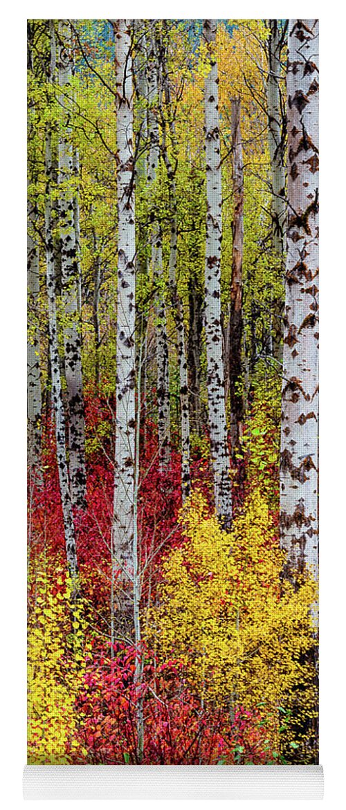 Outdoor; Fall; Colors; Birch; Tree; Autumn; Cascade; Washington Beauty; Pacific North West; Washington; Washington State Yoga Mat featuring the digital art Fall Birchwood by Michael Lee