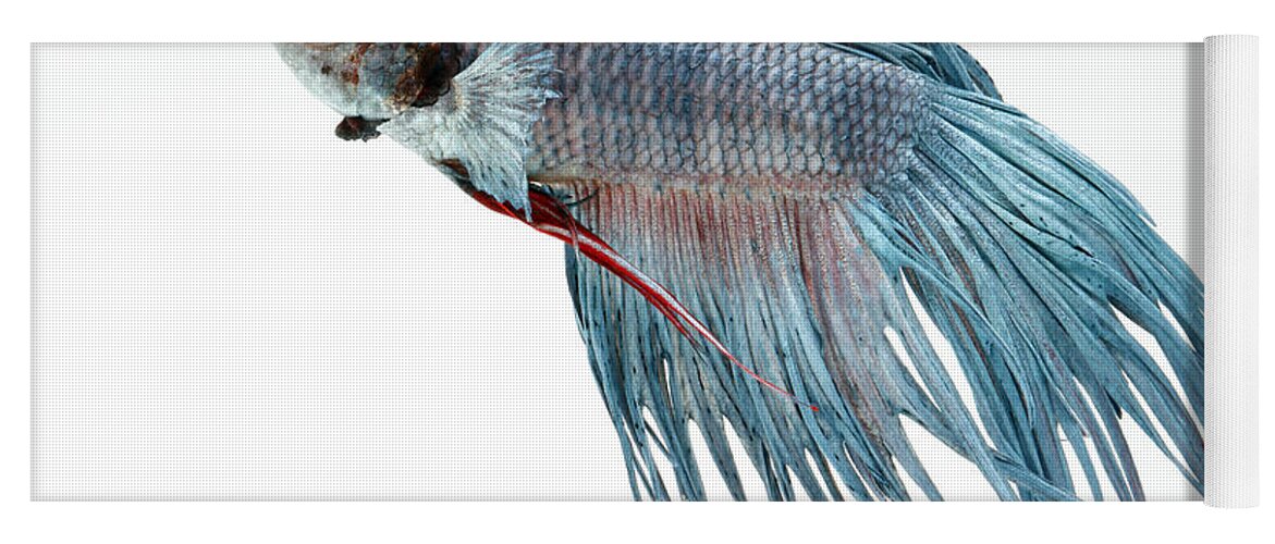 Actinopterygii Yoga Mat featuring the photograph Siamese Fighting Fish Or Betta #5 by David Kenny
