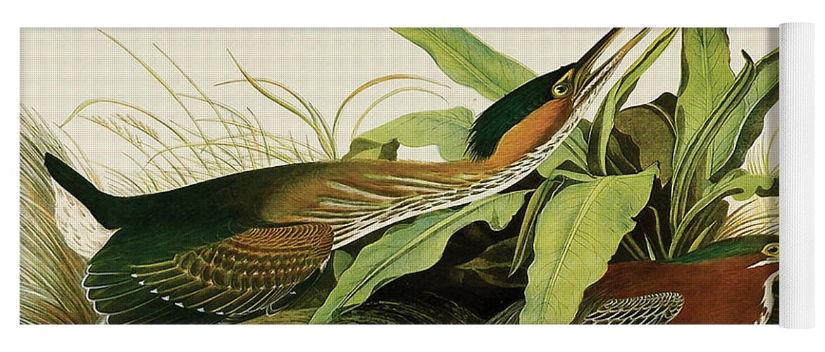 Birds Yoga Mat featuring the painting Green Heron #6 by John James Audubon