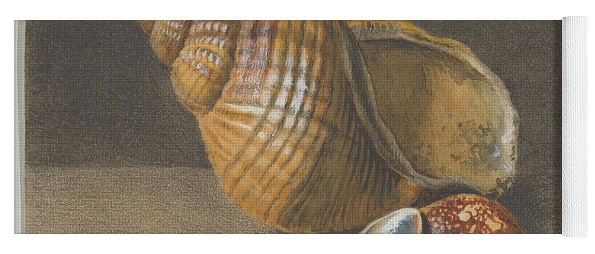 Seashell Yoga Mat featuring the painting A Cowrie, and a Larger and Two Smaller Shells Anonymous by MotionAge Designs