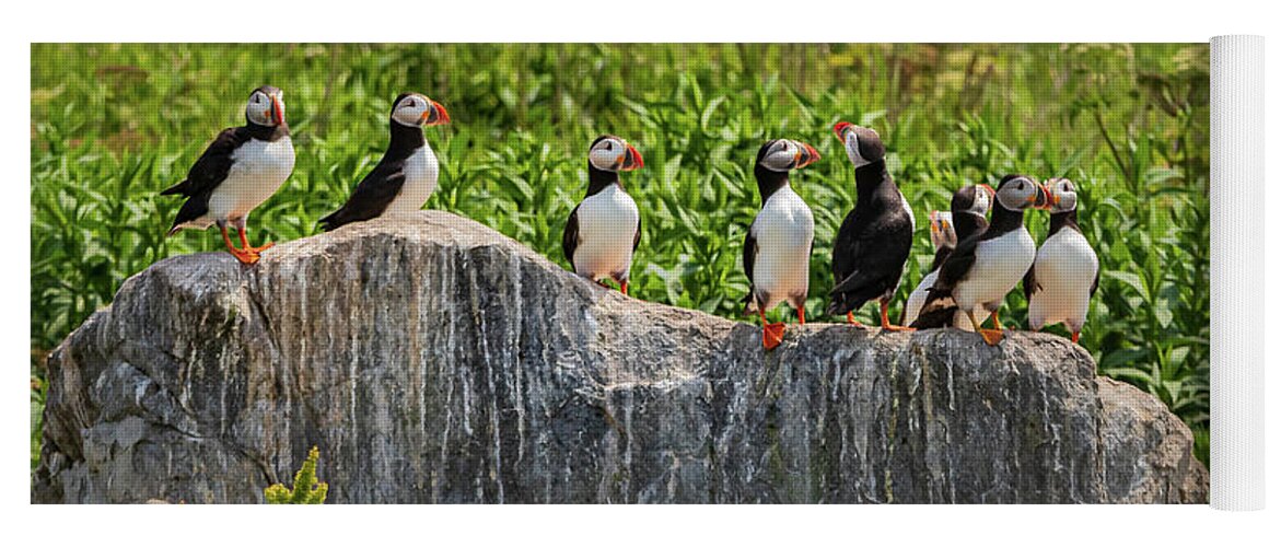 Puffins Yoga Mat featuring the photograph A Gathering of Puffins by Scene by Dewey