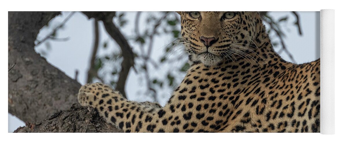 Leopard Yoga Mat featuring the photograph A Leopard Gazes from a Tree by Mark Hunter