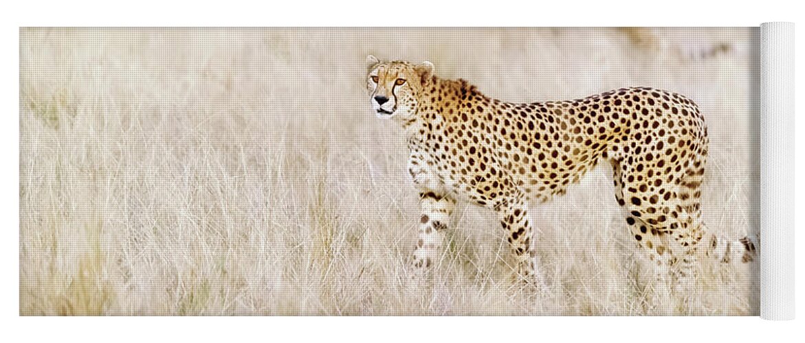 Mara Yoga Mat featuring the photograph A pair of cheetahs move steathily through the long grass of the by Jane Rix