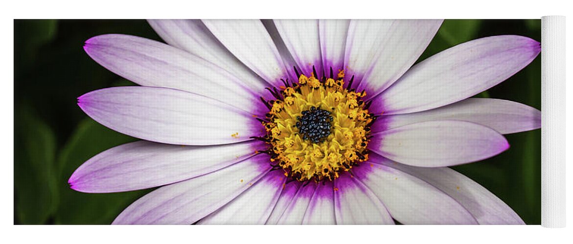 Osteospermum Yoga Mat featuring the photograph African Daisy 2 by Nigel R Bell