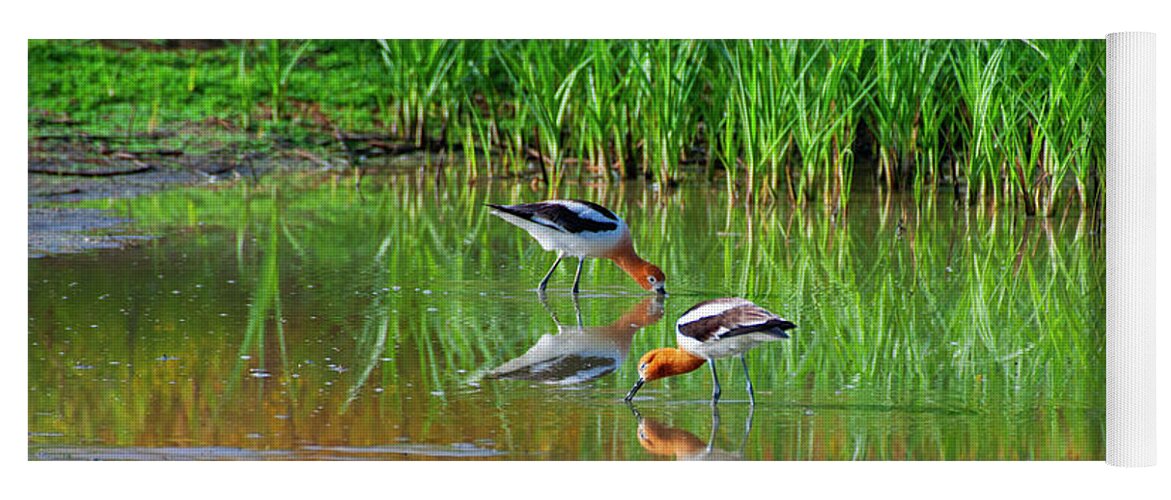 American Avocets Yoga Mat featuring the photograph American Avocets by Anthony Jones