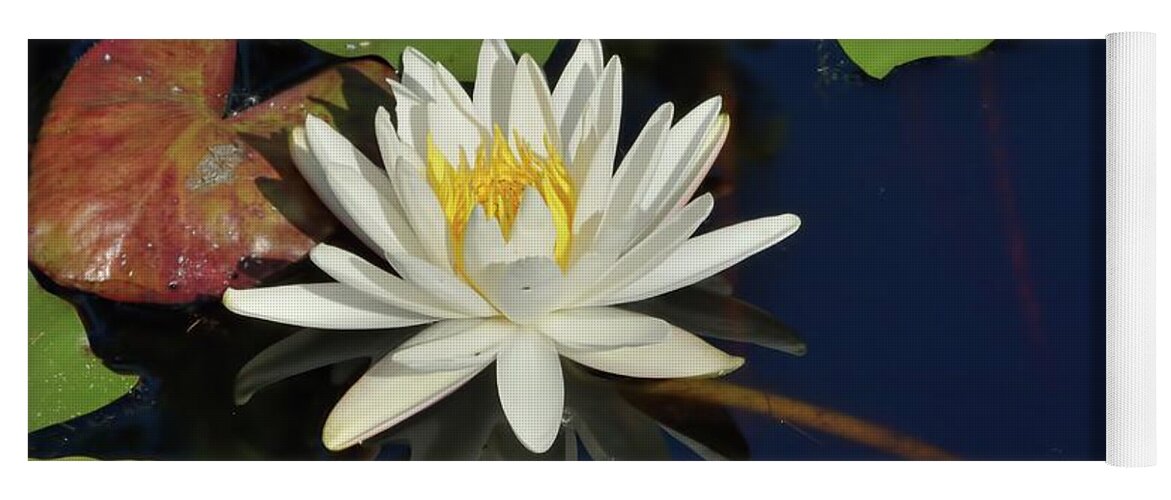 Water Lily Yoga Mat featuring the photograph American Water Lily-Square by Bradford Martin