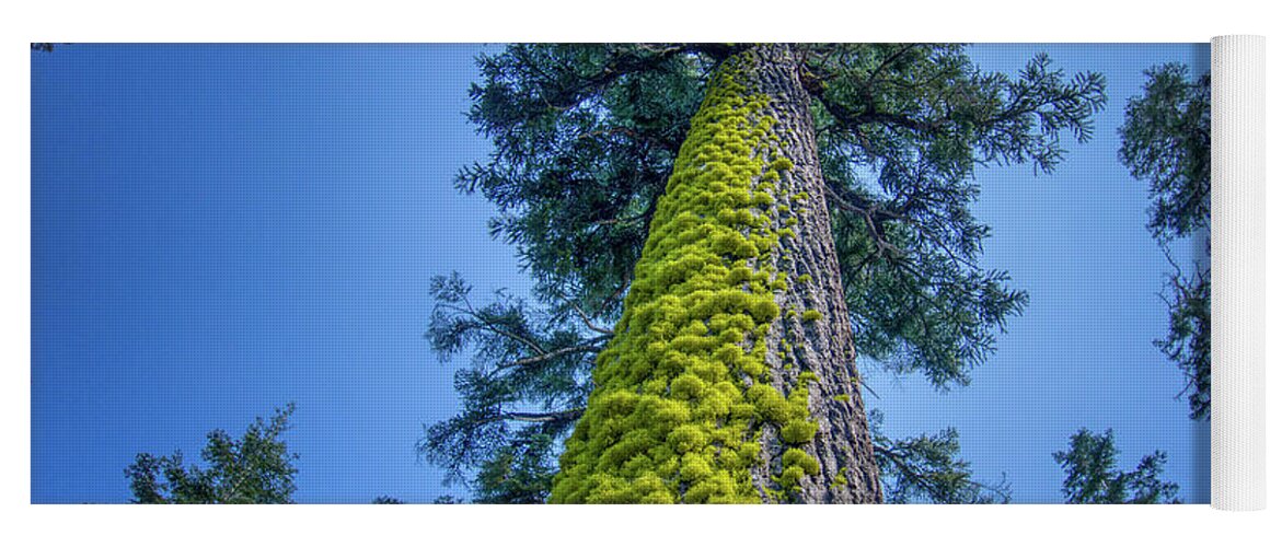 Lake Tahoe Yoga Mat featuring the photograph Angora Lakes Mossy Tree California by Anthony Giammarino