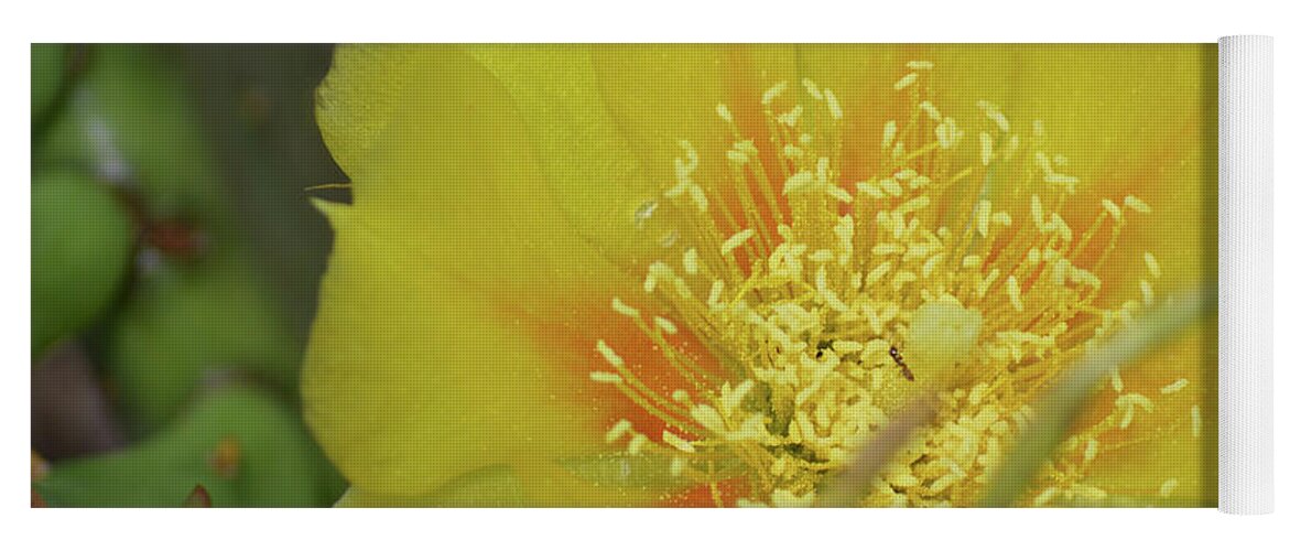 Cactus Yoga Mat featuring the photograph Ant on Cactus Flower II by Aicy Karbstein