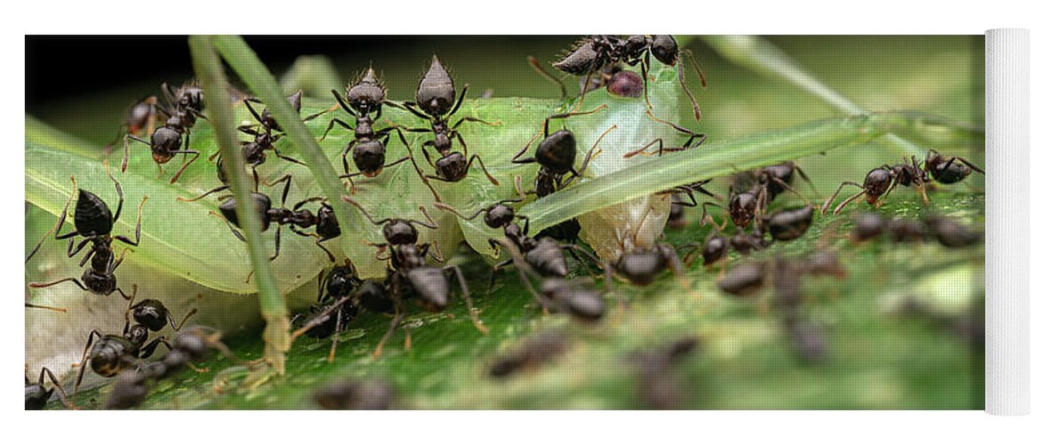 Animal Yoga Mat featuring the photograph Ants Swarming Over Katydid Prey, Osa Peninsula, Costa by Roman Willi / Naturepl.com