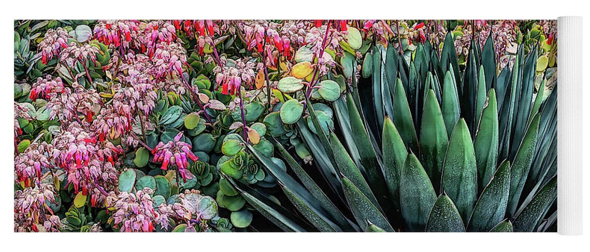Aqua Yoga Mat featuring the photograph Aqua Succulent with Colorful Pink Backgroundl by Roslyn Wilkins