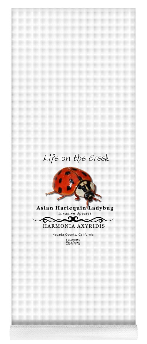 Ladybug Yoga Mat featuring the digital art Asian Harlequin Ladybug by Lisa Redfern