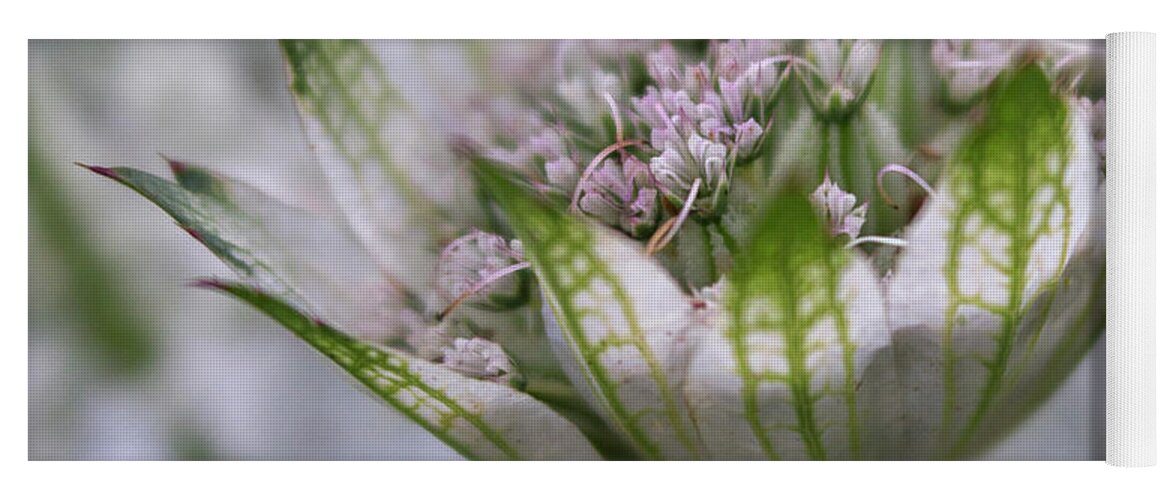 Astrantia Yoga Mat featuring the photograph Astrantia by Diane Fifield